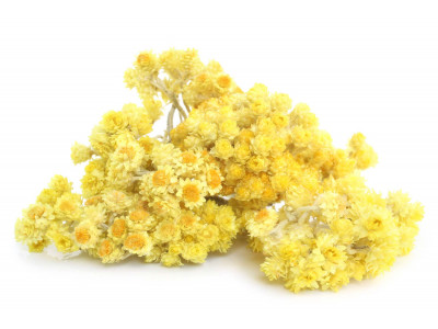 Hélicryse  Immortelle.