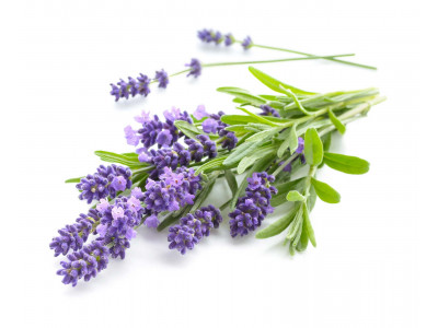 Lavande Fine de Provence.