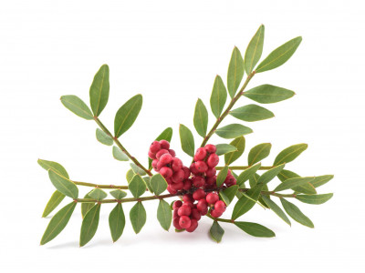 Lentisque Pistachier.