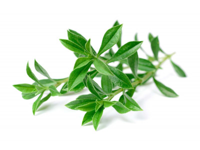 Sariette des Montagnes.