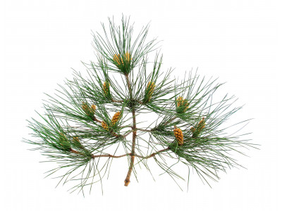 Térébenthine  Pin Maritime.