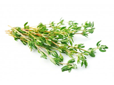Thym Vulgaire à Thymol.