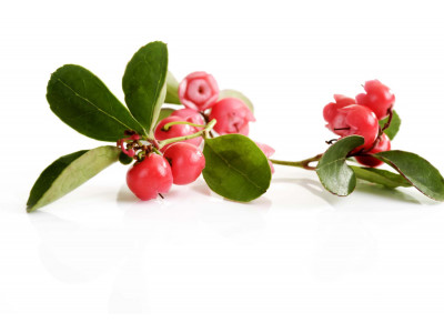 Wintergreen  Gaulthérie Couchée.