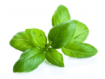 Basilic Grand Vert à Linalol
