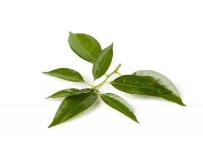 Bois de Hô
