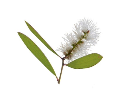 Cajeput