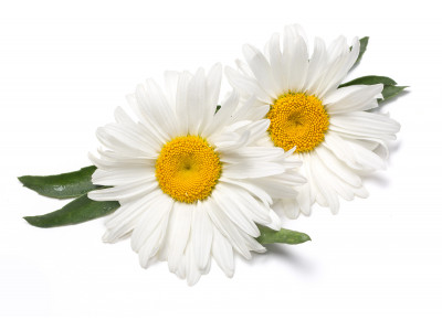 Camomille Matricaire