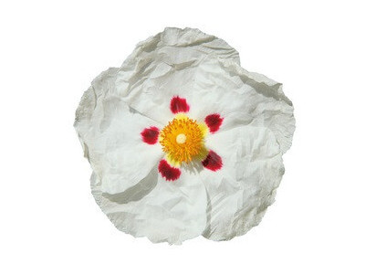 Ciste Ladanifère