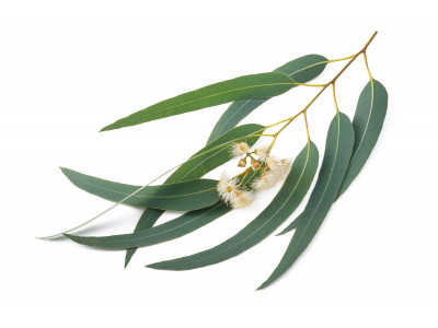 Eucalyptus à Cryptone