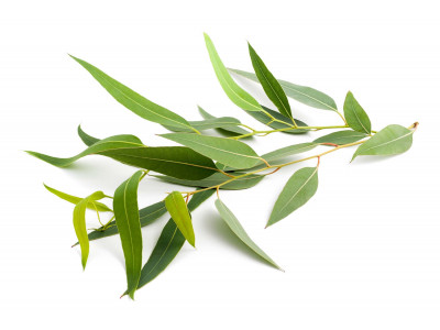 Eucalyptus Mentholé
