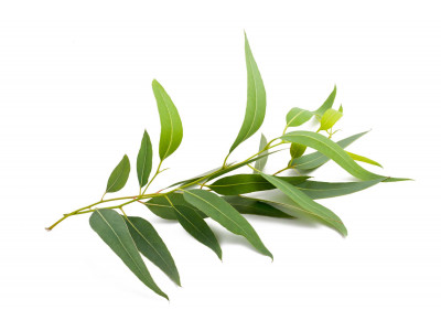 Eucalyptus Officinale Radié