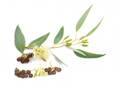 Eucalyptus Globuleux