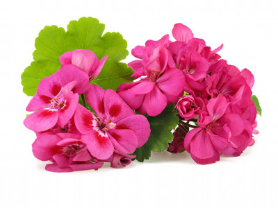 Géranium