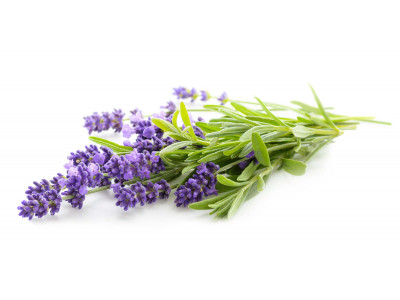 Lavande officinale
