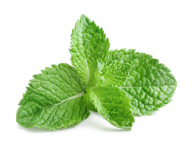 Menthe Citronnée