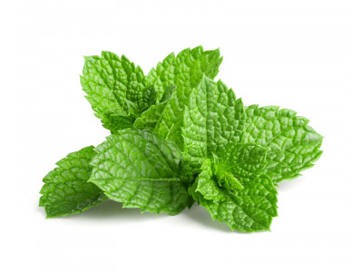 Menthe des Champs