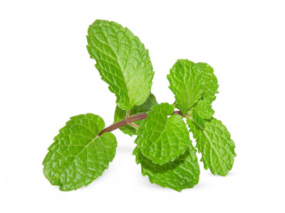 Menthe Pouiot