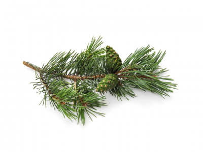 Pin Sylvestre