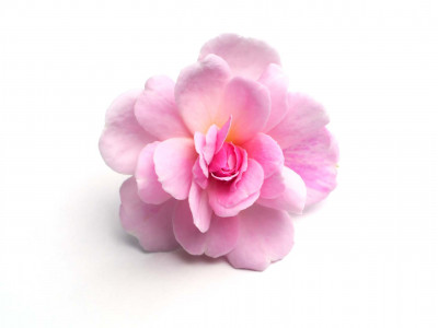 Rose de Damas
