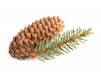 Sapin Argenté