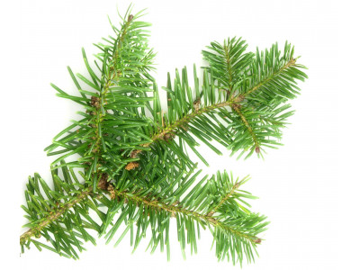 Sapin Baumier
