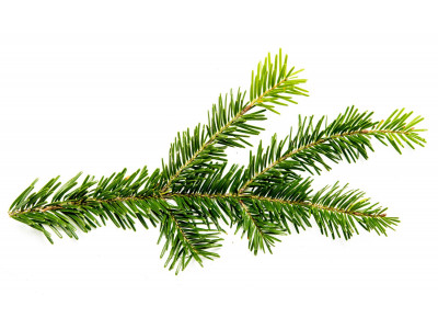 Sapin de Sibérie