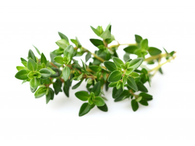 Thym à Bornéol