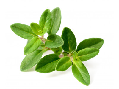 Thym à Linalol