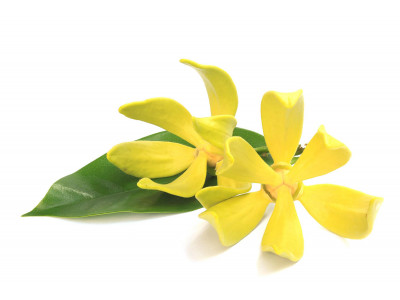 Ylang-Ylang Complète