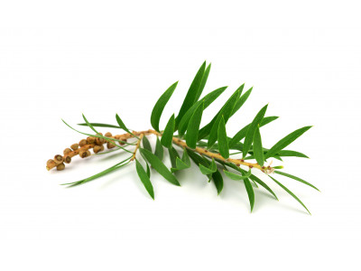 Arbre à Thé  Tea Tree.