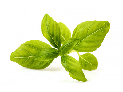 Basilic Tropical