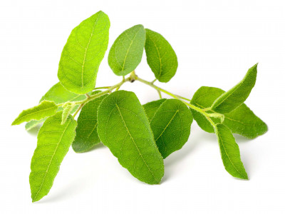 Eucalyptus Citronné